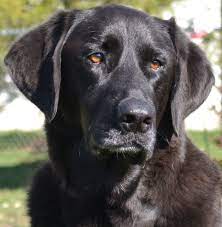 The central ohio labrador retriever club (colrc) was originally established by a group of friends in the columbus, ohio area for the benefit of those interested in the enhancement of the qualities of a labrador retriever, the sport, and advancement of cooperative communication within the labrador community and the dog fancy. Labrador Retriever Rescue Online Shopping