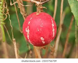 Image result for Zehneria