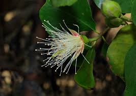 Image result for Sonneratia alba