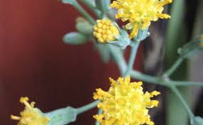 Image result for Senecio oxyriifolius