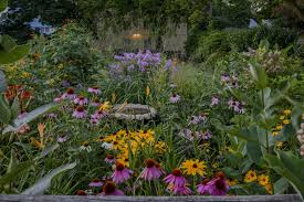 Russian sage catmint vs lavender. Coneflower Companion Plants Tips On Companion Planting With Echinacea