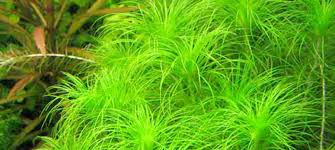Image result for Eriocaulon setaceum