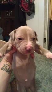 Click here to view pit bull dogs in oregon for adoption. Blue Nose Pitbull Puppies Pets And Animals For Sale Oregon
