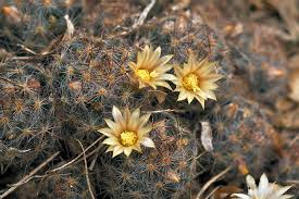 If it were not for the long thorns, it could easily remind us of sea urchins. Pincushion Cactuses Genus Mammillaria Inaturalist