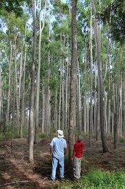 Image result for Eucalyptus cloeziana