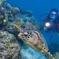 Tunku Abdul Rahman Marine Park Leisure Diving event image