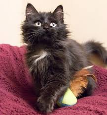 Just a domestic long hair, or something else? Chicago Il Domestic Longhair Meet Felonius Gru A Pet For Adoption