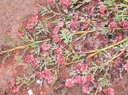 Image result for Grielum