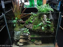 2012 Aga Aquascaping Contest Entry 293 Aquascape Aquatic Plants Freshwater Aquarium