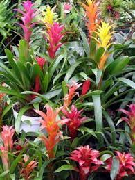 Bromelias Plants Tropical Garden Design Shade Plants