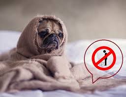 She has trouble with controlling the bladder. How To Remove Urine Smell And Stain From Clothes 10 Tips Sew Guide