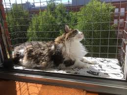 We did not find results for: Esperanza Felina Ningun Gato Sin Hogar Blog Archive Como Proteger A Nuestros Gatos Mosquiteras Y Redes