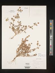 Image result for Trifolium purseglovei