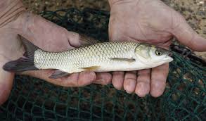 Thurmond lake provides excellent striper and largemouth bass fishing and its large wildlife management program provides excellent hunting and wildlife observation opportunities. Carp Stocked In Clarks Hill As Corps Fights Hydrilla