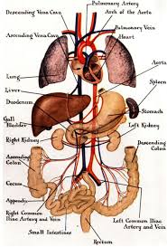 Picture of the human organs human organs viewed from back guide photo gallery on website with. Human Internal Organ Anatomy Gross View