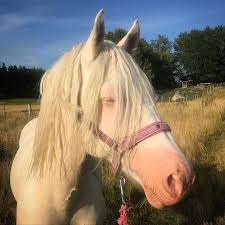Balnecroft Xander On Instagram Hello Mr Squintyface I Think I Have Found A Fly Mask Capable Of Both Staying The Eff On And Act As E In 2020 Instagram Equines Horses