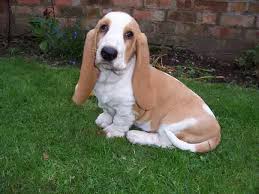 Black And White Basset Hound Puppy Funny Lemon Basset Hound Puppies Image Basset Hound Puppy Basset Hound Hound Puppies