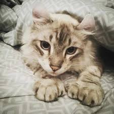 Discount99.us has been visited by 1m+ users in the past month 7 Amazing Facts About Polydactyl Cats