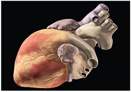 Introduction Grade 11 Biology Anatomy And Physiology Openstax Cnx The tissues of the body need a constant supply of nutrition in order to be active, said dr. physiology openstax cnx