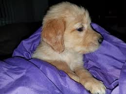 Each one of these adorable golden retriever puppies has great personalities and our easily trained. Golden Retriever Puppies For Sale Greensburg Pa 316789