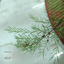 Ramai rakan bonsai menganggap beliau setaraf. Qudrifarm Pokok Cucur Atap Baeckea Frutescens Paya Facebook