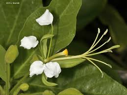 Image result for Cadaba