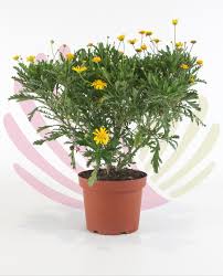 Image result for Euryops chrysanthemoides