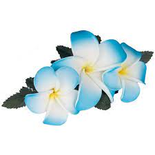 3 Plumeria Flower Hair Clip Blue White Hawaiian Flower Hair Plumeria Flowers Flowers In Hair