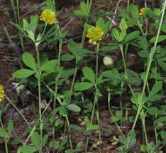 Image result for Trifolium polystachyum