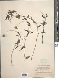 Image result for Aspilia africana