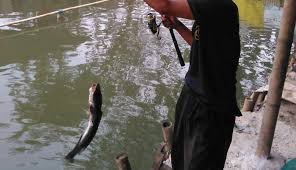 Sep 04, 2020 · namun, meski memiliki kualitas yang baik, harga joran pancing ini juga tergolong terjangkau. Jual Beli Alat Pancing Ujung Aspal Pondok Gede Dan Sekitarnya Facebook