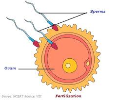 The mitochondria are the cell's powerplants, combining chemicals from our food with oxygen to create energy for the cell. Biology Reproduction In Animals