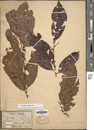 Image result for Chrysophyllum welwitschii