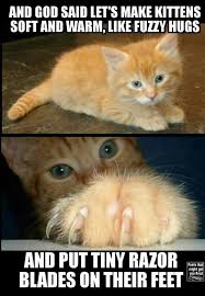 These memes are too little collection but very funny. Warrior Cats Memes Clean Google Search Funny Animal Pictures Warrior Cat Memes Funny Animals