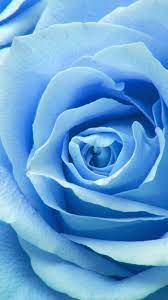 Ne44 Flower Blue Rose Zoom Love Guller Cicek Bahar