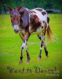110 Mules And Donkeys Ideas Horses Zebras Animals