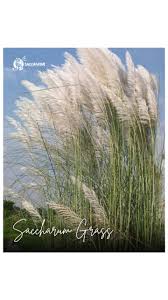 Image result for Saccharum