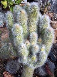 Une belle plante avec des épines blanches et soyeuses cachant des épines jaunes plus dures. Cristate And Monster Succulents Dave S Garden