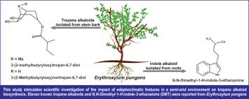 Image result for Erythroxylum zambesiacum