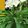 The affects are temporary and require large amounts of vinegar in the garden before anything noteworthy occurs. 1
