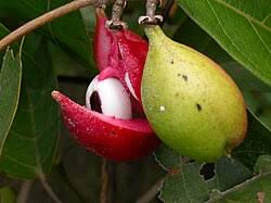 Image result for Paullinia