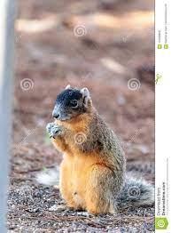 Eastern Fox Squirrel Sciurus Niger R Stock Image Image Of Nature Animal 110583505 Fox Squirrel Squirrel Cute Animals