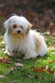 Beautiful And Playful Havanese Puppy Photo Session On Location At A Havanese Dog Breeder S Home Evcil Hayvanlar Hayvanlar
