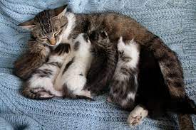 Selamat datang di web rumah budidaya, tempat beragam macam budidaya yang akan disajikan dalam web ini secara rinci dan detail.dibawah ini saya akan membahas materi tentang agar induk kucing mau menyusui anaknya, berikut penjelasannya. Tanda Tanda Kucing Akan Melahirkan Dan Yang Harus Anda Lakukan Halaman All Kompas Com