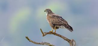 Majestätische tiere tiere und vögel vögel im flug greifvogel bussard coole tiere. Vogelportrat Mausebussard Nabu