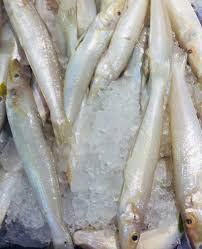 Finletted mackerel refer horse mackerel: Fish Names In Malayalam And English à´®à´²à´¯ à´³à´¤ à´¤ à´² à´‡ à´— à´² à´· à´²