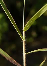 Image result for Melinis repens