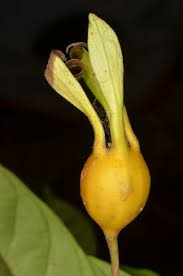 Image result for Heinsia