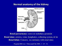Pin By Erikson Family On Ultrasound Ultrasound Radiology Imaging Renal