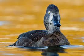 Wood duck | types of ducks & geese. 12 Different Types Of Ducks With Examples